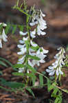 Carolina vetch